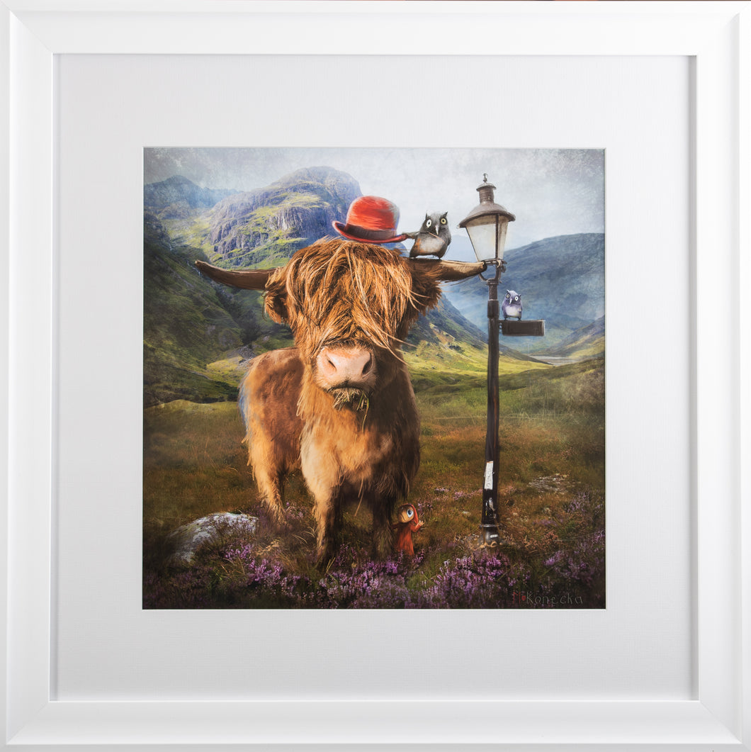 Highland Cow